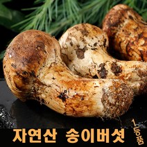 진심좋은 2023년 자연산 송이 버섯 자연 송이버섯 1kg, 1box, 1등급7cm-9cm 1kg