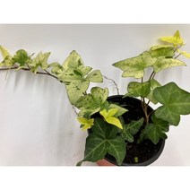 [박씨농원] 백설공주 아이비, 1개
