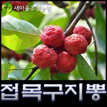 접목구지뽕나무묘목 약나무 구지뽕나무, 1개