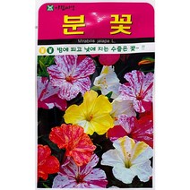 분꽃 꽃씨앗 20립