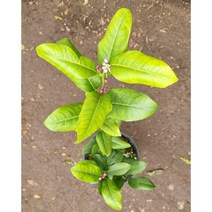 레몬나무 15, 1개