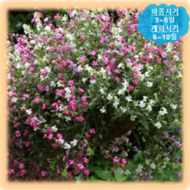 [나은식물원]112.서양장구채(주머니꽃)-혼합 50립