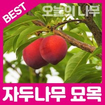 합리적 가격의 자두나무묘목(왕왕자두 왕자두 후무사 바이오체리 추희), 왕왕자두(수퍼후무사)접목묘 상묘