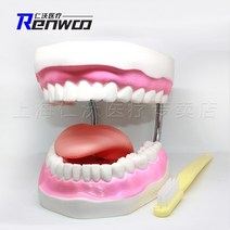 치아모형 모델 몰드 구강 교육 모델 칫솔질 몰드, 6배 확대