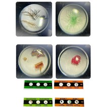 초등 5학년 학급용 현미경 관찰 샘플 표본 교육 과학만들기