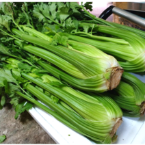 국내산 산지직송 당일배송 싱싱하게 맛있는 샐러리 손질스틱 간편 샐러리 (Celery) 1포기 1kg 내외