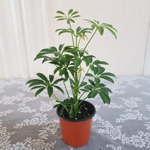 홍콩야자나무(S) 2020 새상품