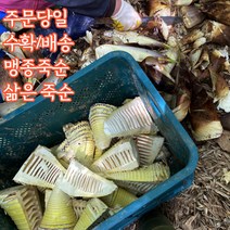 거제 죽순 맹종죽순 삶은죽순 손질죽순 500g 1kg, 2팩