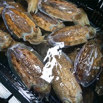 서해안 생물 냉동 손질 통 갑오징어 1kg, 1개, 냉동 손질 갑오징어 500g(3-5미)