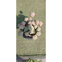 팅커벨 라울(중품), 1개
