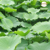삼촌밥먹자 [산지직송 자연산 연잎, 연잎 20장