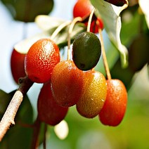 뜰보리수 묘목 분달이 왕보리수(보리수)