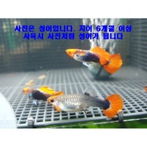 레드턱시도코이(루돌프턱시도) 구피 치어 10마리