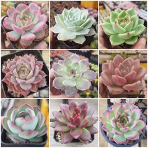 예쁜 다육모아보기 [ 다육이 9종 ], 0번-종류별 9가지 다육이, 1개