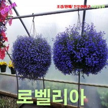 팝플라워로벨리아-사파이어블루 씨앗 1000립, 1개