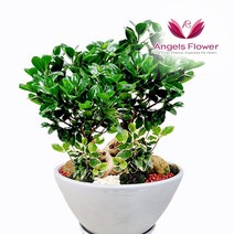 엔젤스플라워 축하 개업 관엽식물 공기정화 동양난 서양난, P082PR_인삼팬다 고급형, 1개