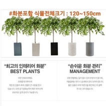 없음 [반값화분] MAIN-대형킹벤자민150(원조돈나무) 직접배송 축하화분 개업화분 거실화분 카페화분 인테리어화분 아레카야자 극락조 알로카시아 파키라 고무나무, 사각그레이