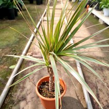 카랑코에 칼란디바 칼랑코에 가랑코에 반음지 식물 사계절 피는꽃