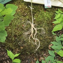 메키운삼 산양산삼 5-6년근 20뿌리 산삼 산양삼 장뇌삼, 5-6년근 20뿌리 겹 실크 보자기(청)