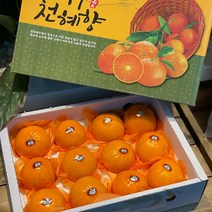 제주 천혜향 대과 명절선물세트 3kg 5kg, 3kg 8~12과