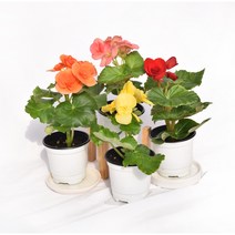 서비내 꽃베고니아 장미베고니아 Begonia (색 랜덤) 사계절꽃 야생화 월동 서비야드 (1개 단품)