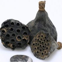 앨리플라워 프리저브드 소량 판매 드라이플라워 디퓨져만들기, 7-17연밥 내추럴