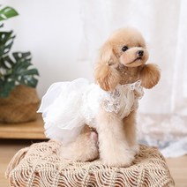 강아지 고양이 레이스 웨딩드레스 화이트 들러리옷 소형 중형 대형견