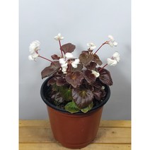 [나랑너랑꽃]베고니아 - 셈퍼플로렌스 더블릿 화이트 (12cm 포트 팝콘)