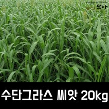 수단그라스씨앗 20kg 만생종 녹비작물 농사모아