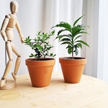 데일리가든 공기정화식물 반려나무키우기 커피나무 올리브나무 + 토분세트
