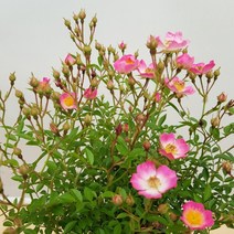 [용이네 화원] 연핑크 꽃이 피는 찔레나무 270 농원