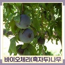 자두나무 묘목 흑자두 바이오체리 접목1년생 뿌리묘 3개