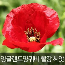 잉글랜드 양귀비씨앗 양귀비 씨앗 빨간색 500알 이상