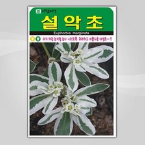 슬로시 꽃 씨앗 모음 꽃씨 허브 허브씨, 설악초 30립(아람)