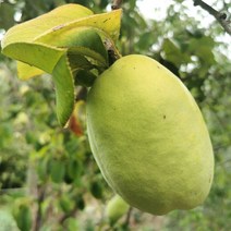 목하원예조경 모과나무 묘목 (대실모과) R4-5 결실주