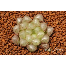 하월시아 옵투사 공기정화식물 화분 선물 개업선물 집들이 입사 선물, 3_이태리 토분D11(토분 받침 포함)