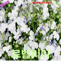 팝플라워 로벨리아-화이트레이디 씨앗 25립, 1개