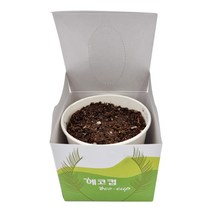 SK 에코컵 식물키우기 강낭콩 방울토마토 봉선화 상추, 야채-상추