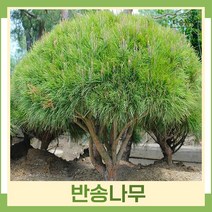소나무 묘목 반송 접목1년생 뿌리 특묘 5개
