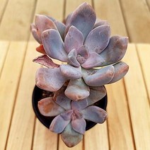 석연화 다육이 물드는 다유기 가을 다육식물 2-40, 단품