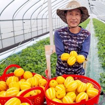 산지직송 성주참외 가정용참외 선물용참외 꼬마참외 2kg 3kg 5kg, 옵션 9. 성주참외 선물용 5kg