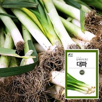 마이플랜트 대파 2g 채소 씨앗 베란다 텃밭 가꾸기