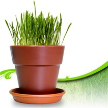 집사선물 캣그라스화분세트 귀리씨앗 고양이보리싹 캣닢재배기 캣잎 이갈이장난감, 1개