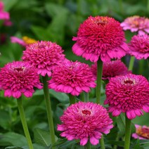 백일홍 진데렐라 시리즈 (꽃씨앗/10립) Zinnia Zinderella, 퍼플