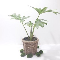 홀라호프셀렘(중) 실내공기정화식물 리본화분포함, 상세페이지 참조