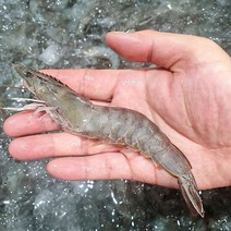 국내산 흰다리새우 1kg(38미내외) 급냉, 단품
