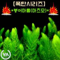 [수초폭탄] 반값할인!!! 붕어마름(마츠모) 40촉 / 구피은신처 암브리아 붕어마름 마츠모 초보수초 레이아웃 부상수초
