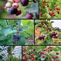 준베리나무묘목 5주