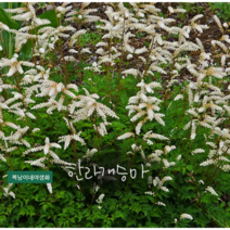한라개승마 [3포트] (복남이네야생화 여름 야생화 모종 키작은 토종 개승마 토종식물 반그늘 그린 화이트 애런커스 aruncus aethusifolius)