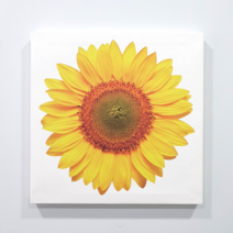 피노마켓 행운의 해바라기 캔버스 액자, 중형 : 35cm x 35cm (두께 2cm)